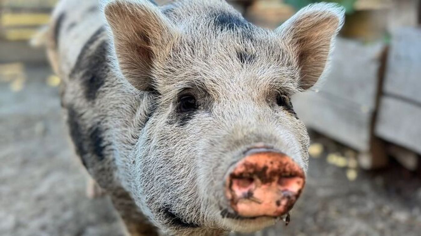 Kiengedték Chilit a  törpemalacot karanténjából, most szerető  otthonát keresi!