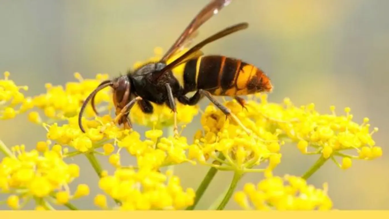 Vigyázat: félelmetes gigadarazsak jelentek meg az országban