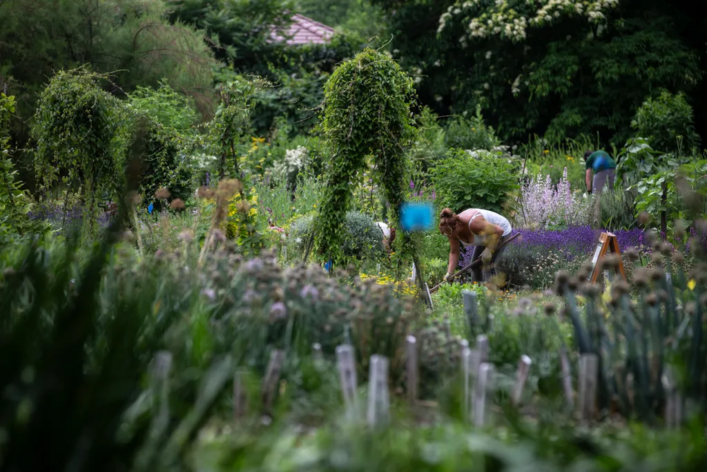 20230629. Vácrátót 
Vácrátóti Nemzeti Botanikus Kert
fotó: Éberling András (EA)
Magyar Nemzet