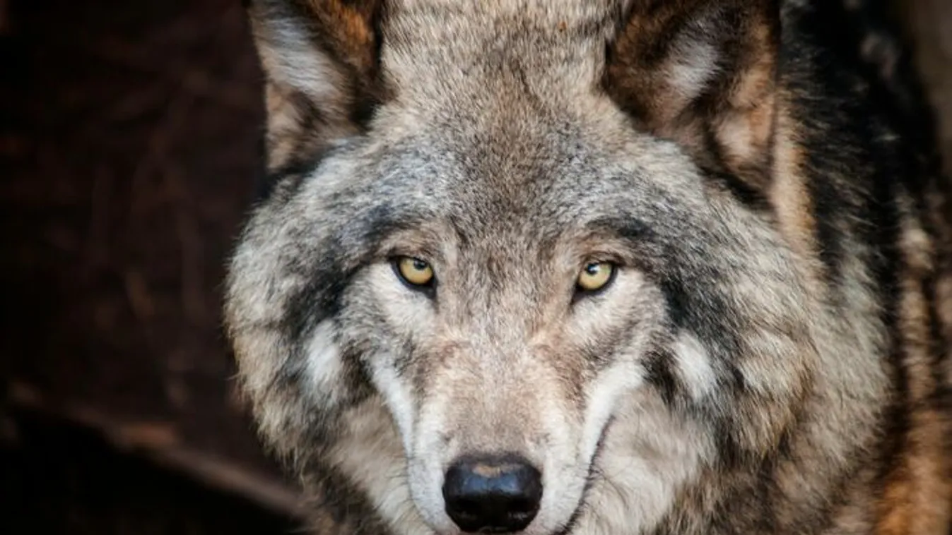 Sokkoló pillanatok: farkas támadt egy 6 éves kisfiúra