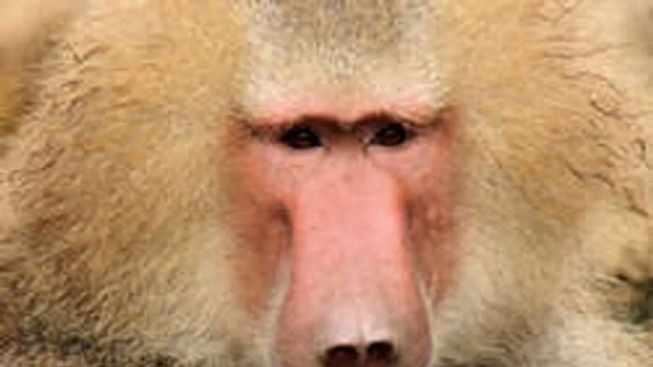 Dagad a botrány a meggyilkolt páviánok ügyében