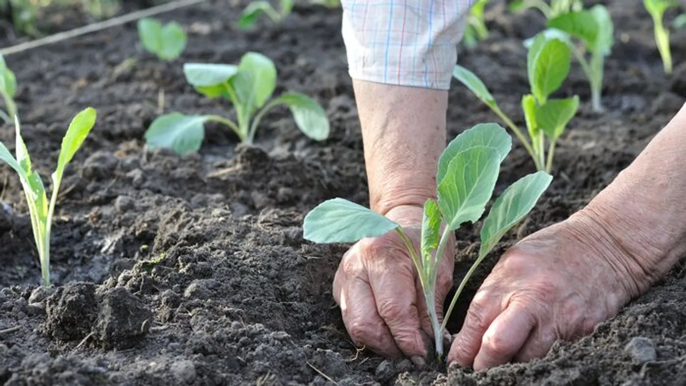 Így palántázz jövőre: tudd, hogy létezik ez egyszerű módszer