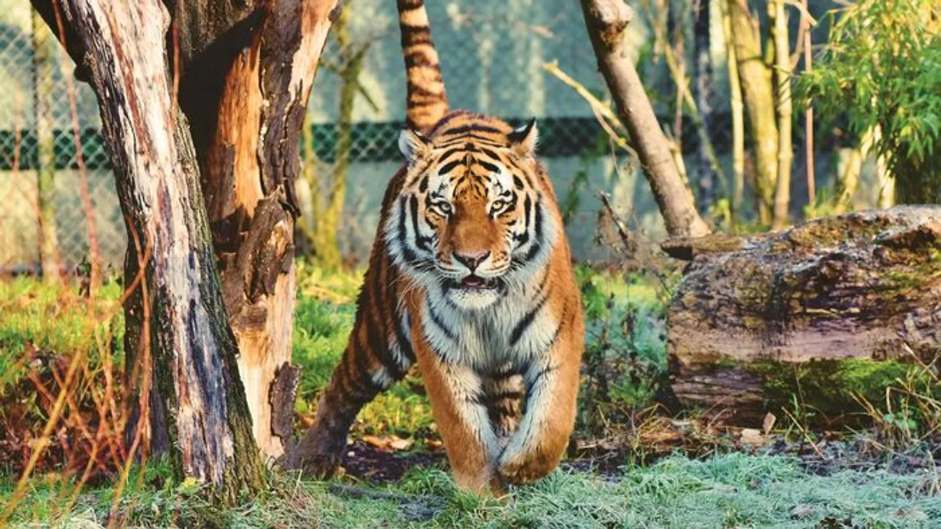 Háziállatokat vár az állatkert a ragadozók etetésére