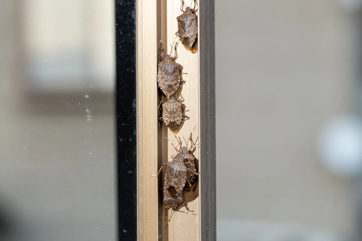 Jön az invázió, máris érdemes védekezni poloska ellen.