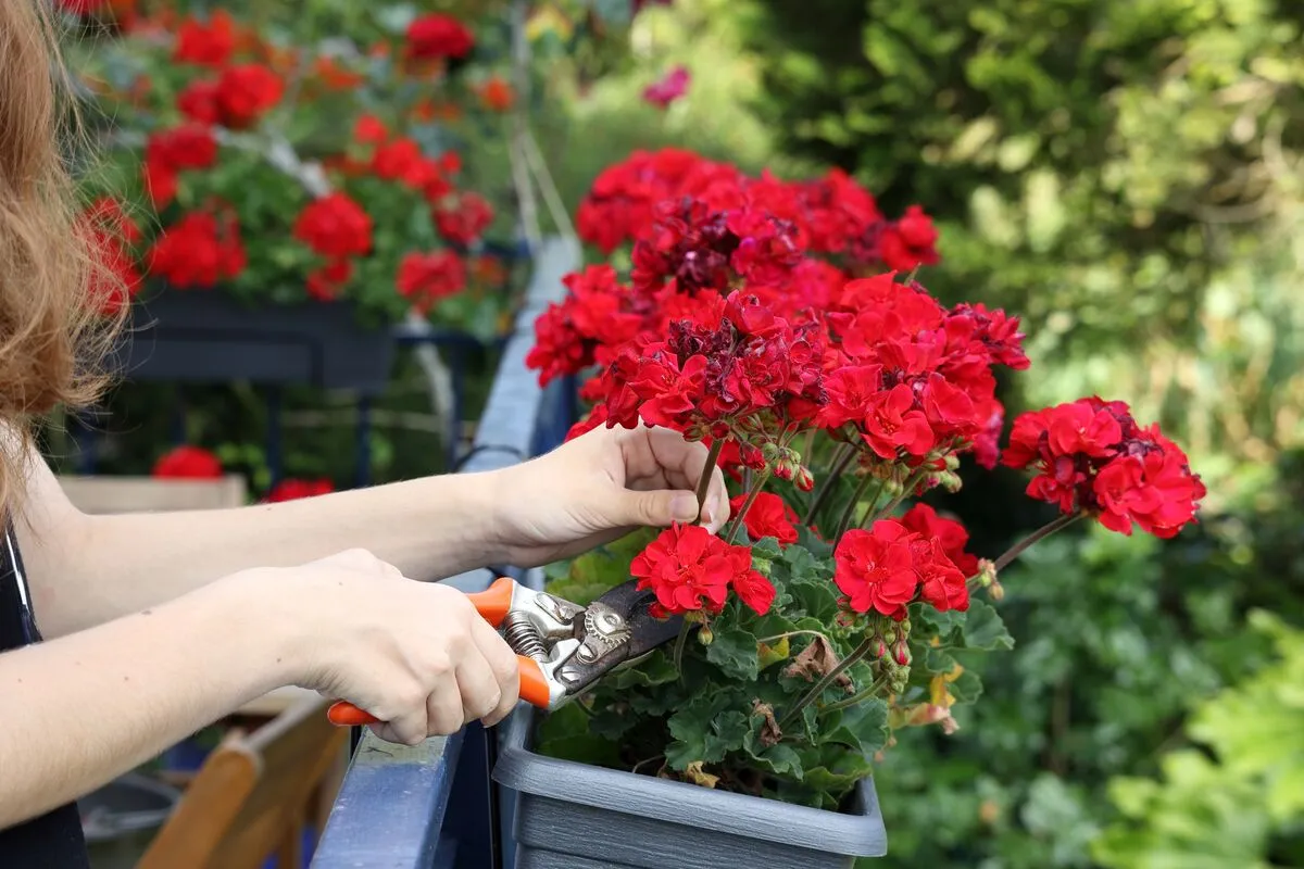 Muskátli ősszel: ilyenkor is lehet még virágzásra ösztönzözni.