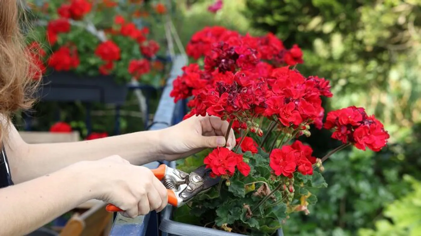 Na most figyelj: így lesz ősszel is gyönyörű még a muskátlid