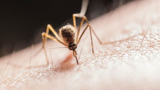 Veszélyes vírussal fertőződött meg egy magyar fiú és egy nő – hazánkban is megjelent a trópusokról ismert kór?