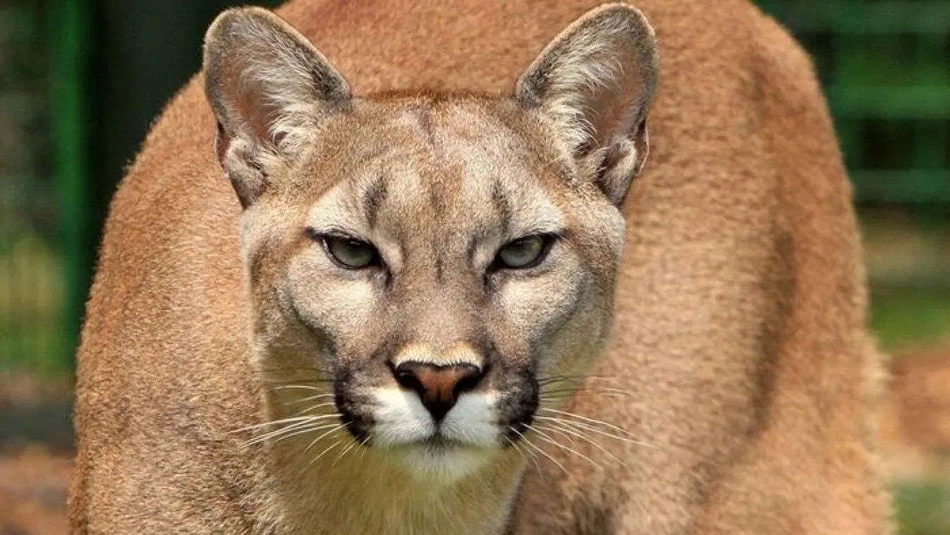 Bement a puma a házba, nem védte meg gazdáját az eb – Videó