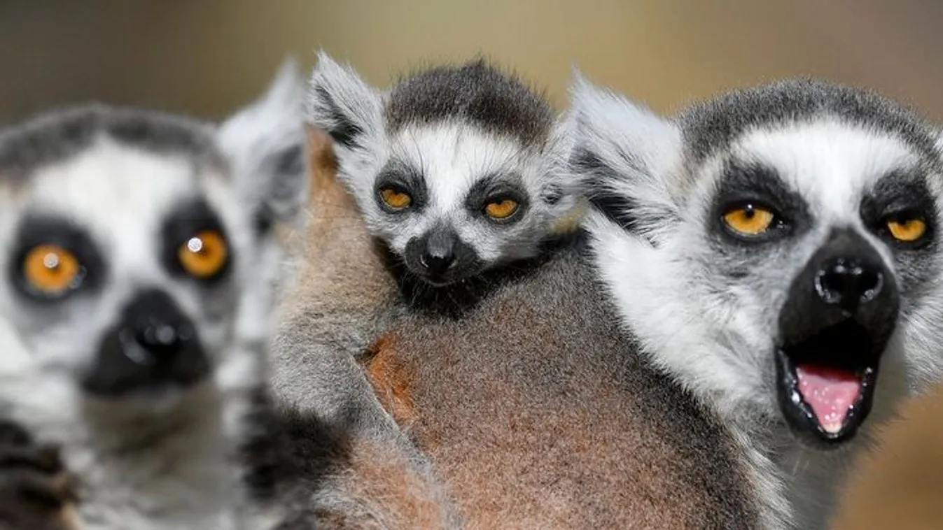 Lekapcsolták a rendőrök: Gyűrűsfarkú maki volt az Orczy úton