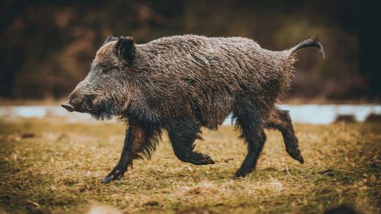 Neonkékre változott a vaddisznók húsa Kaliforniában