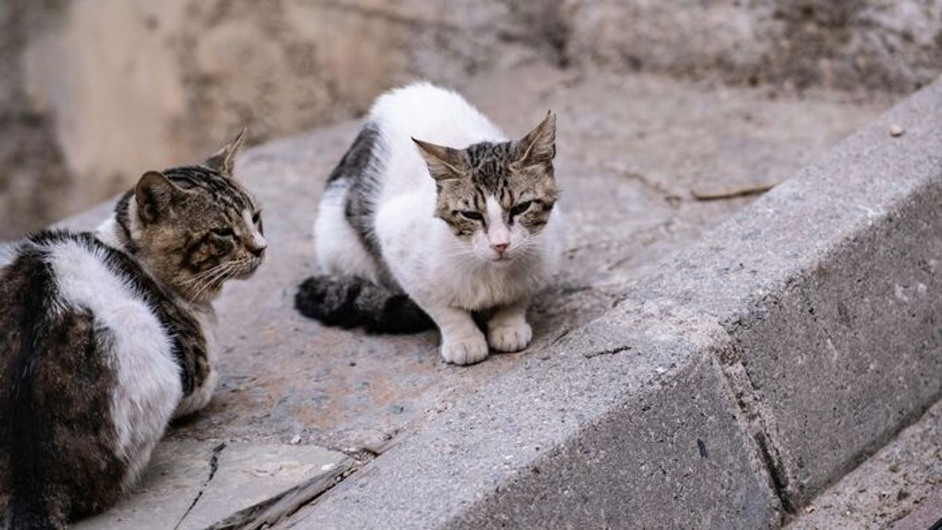 "Súlyosan megbetegedtem, miután megsimogattam egy macskát" - állítja egy nő