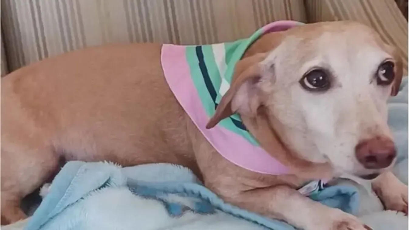 Szívszorító: látássérült férfi kutyáját lopták el