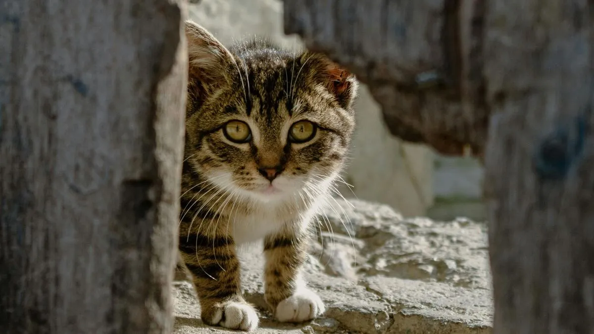 alt=Egy kóbor macska megsimogatása után, rövidesen betegen ért haza nyaralásából a nő