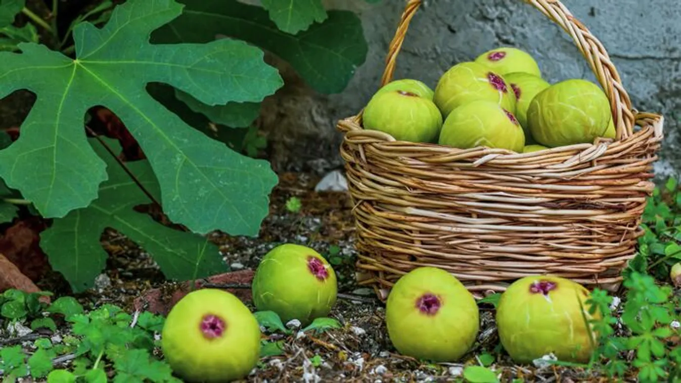 Így tedd el télire a fügét, fantasztikus ez a recept