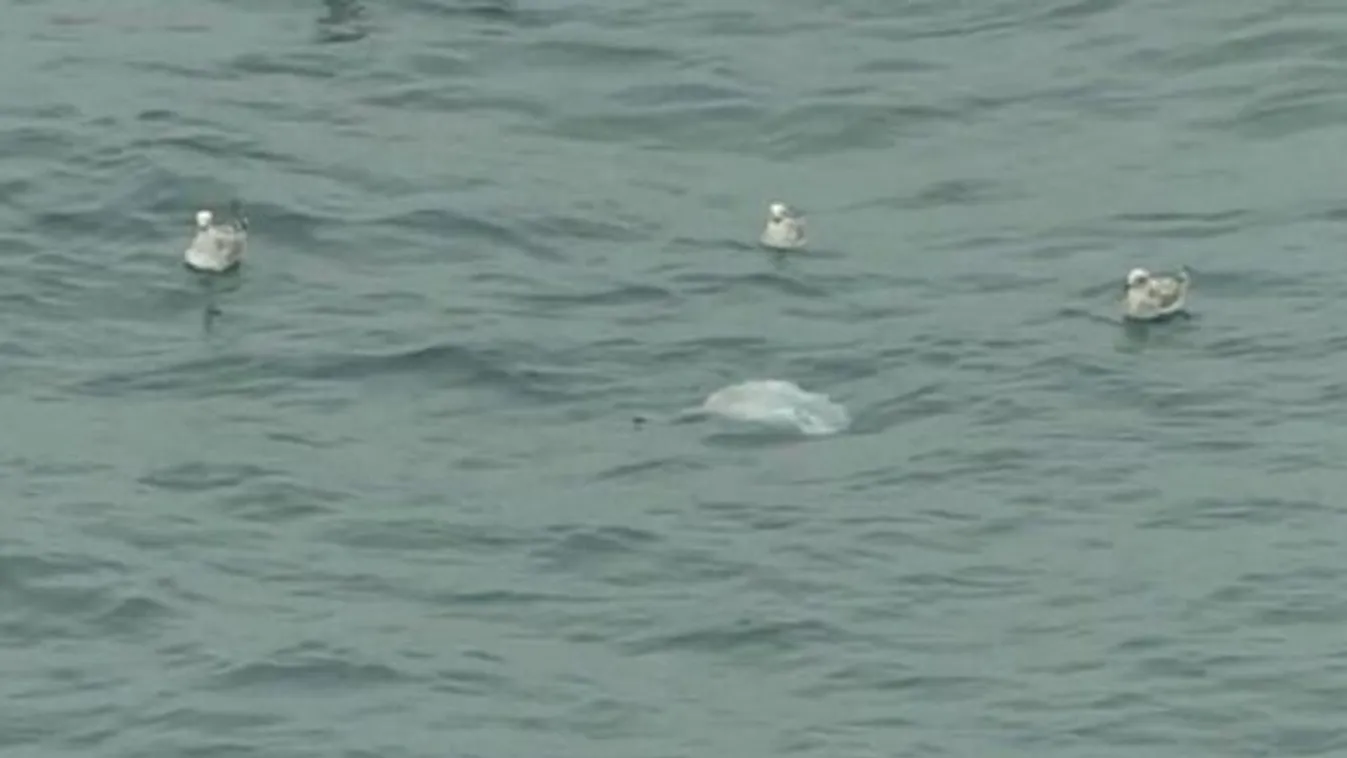Titokzatos tengeri szörny bukkant fel egy strand közelében