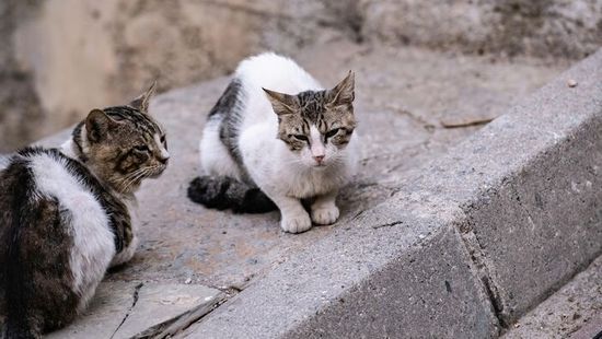 "Súlyosan megbetegedtem, miután megsimogattam egy macskát" - állítja egy nő