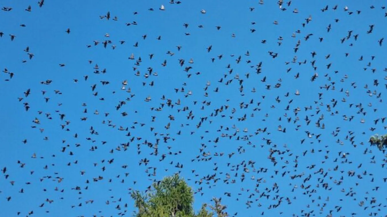 Árvaszúnyog után madárinvázió van a Balatonnál – Fotók!