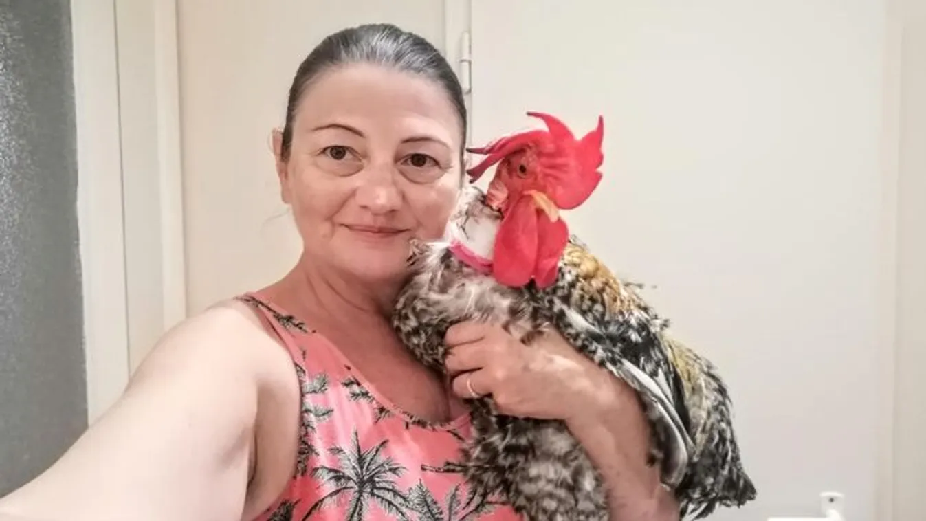 így éli túl a kánikulát, az ország legnépszerűbb panelkakasa