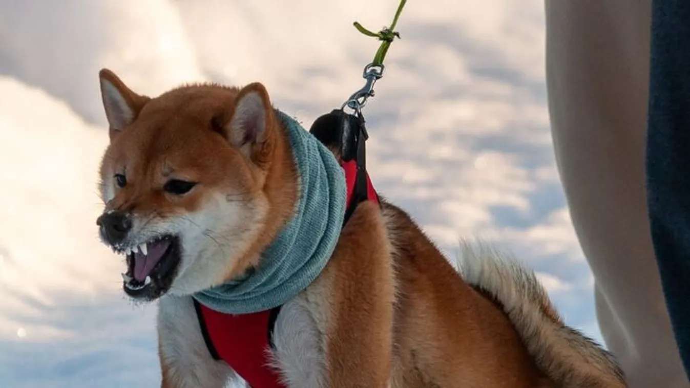 Megszólalt a kemecsei kutyatámadás áldozatának édesanyja