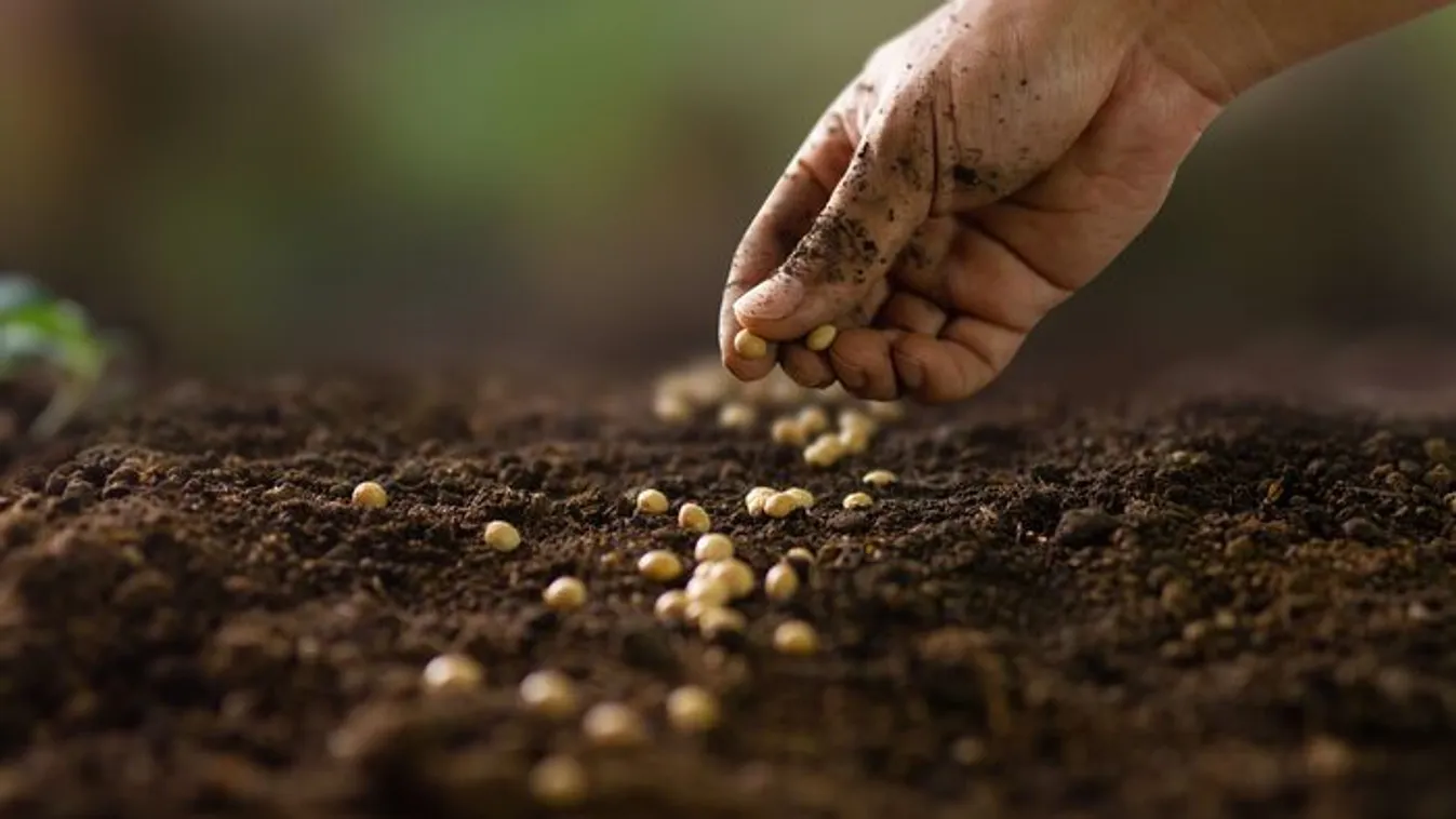 Ezeket a magokat vesd el most a veteményben, egész ősszel lesz friss zöldséged
