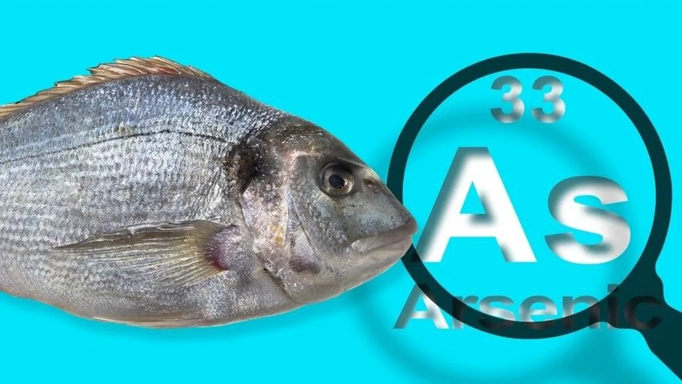 A Balaton mélyén úsznak, velünk együtt élnek