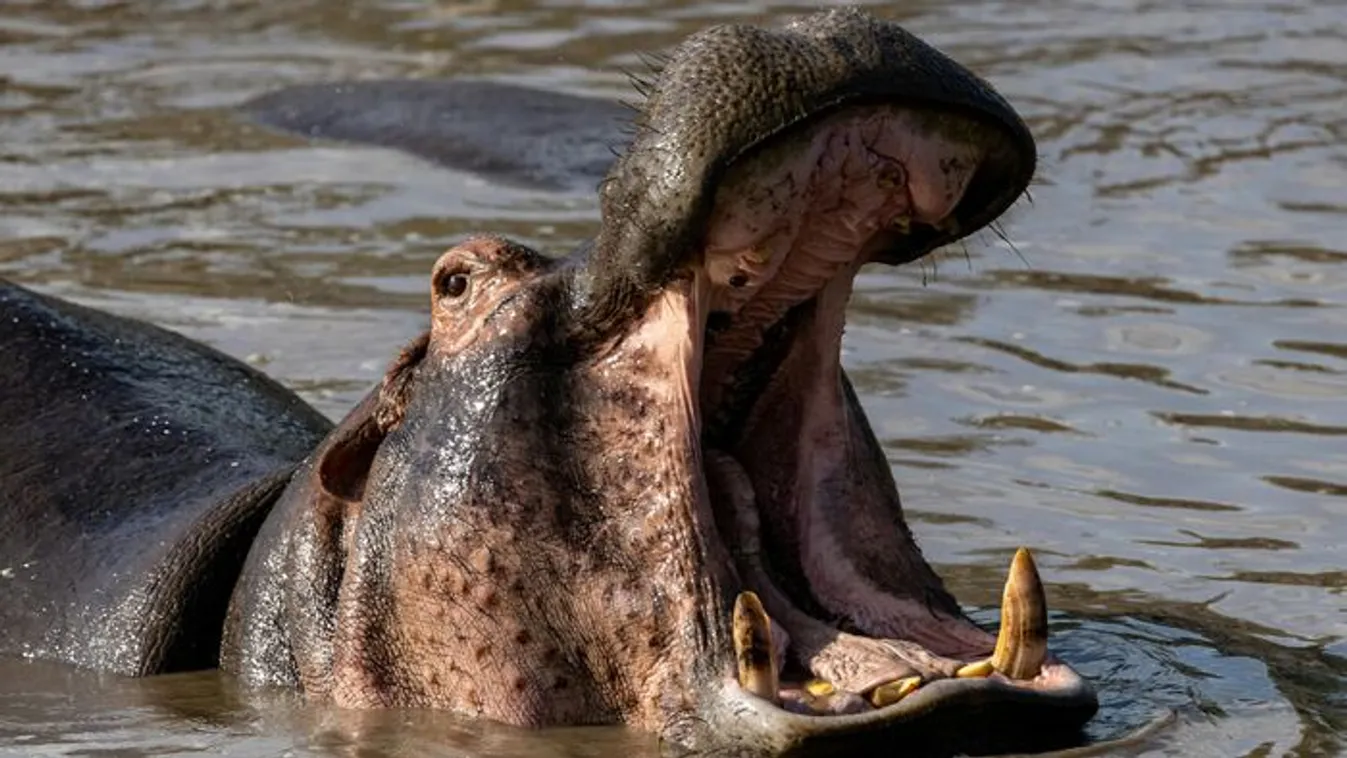 Foglyul ejtette a víziló torka, aztán csoda történt