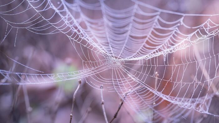 Nekiesett a pókhálónak, rohantak menteni a Balatonhoz