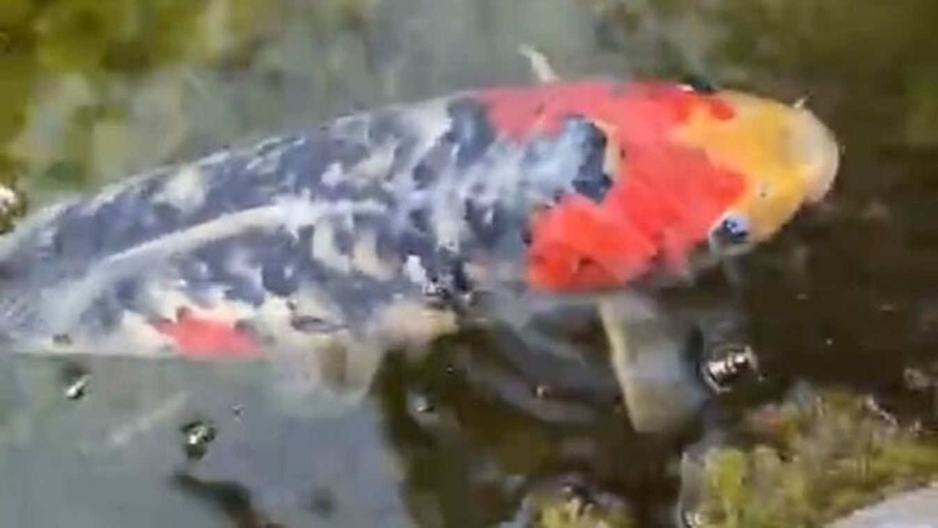 Ellopták Kurtot, egy német falucska imádott aranyhalát