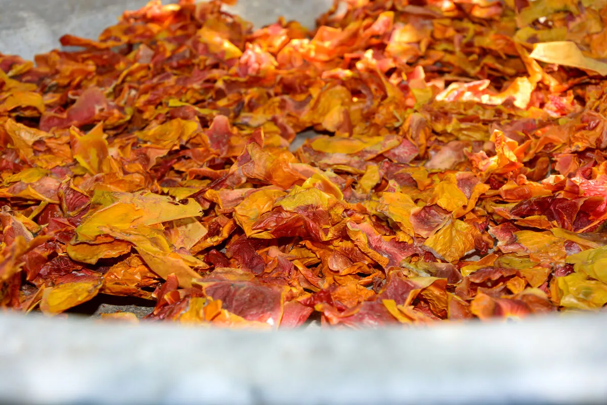 Fűszerként is újrahasznosítható a paradicsom héja.