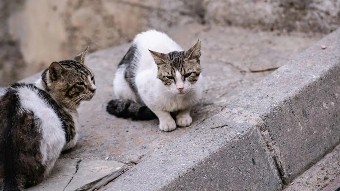 Súlyosan megbetegedett, miután megsimogatott egy macskát!