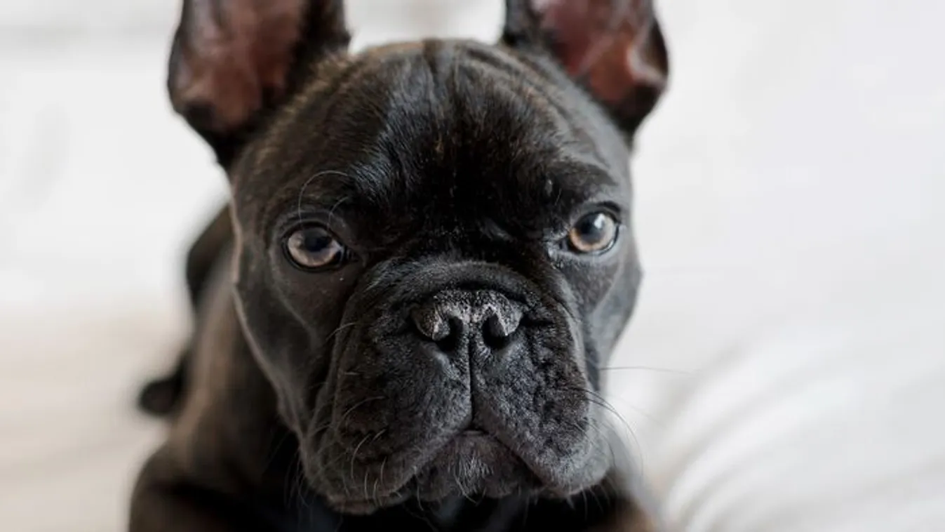 Megválasztották a világ legcsúnyább kutyáját