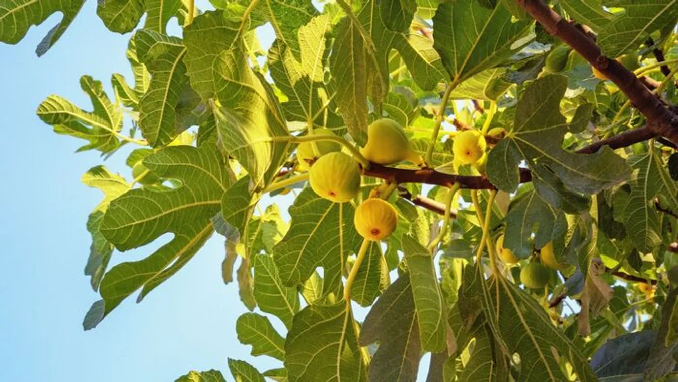 Ez történik a fügével, ha elkezded locsolni a fád tövét