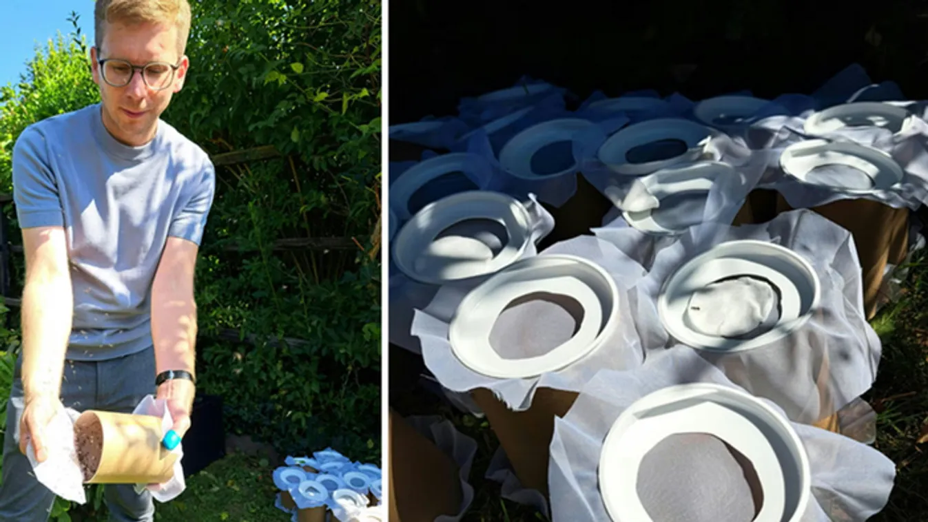 Félmillió sterilizált szúnyogot engednek el Ausztriában