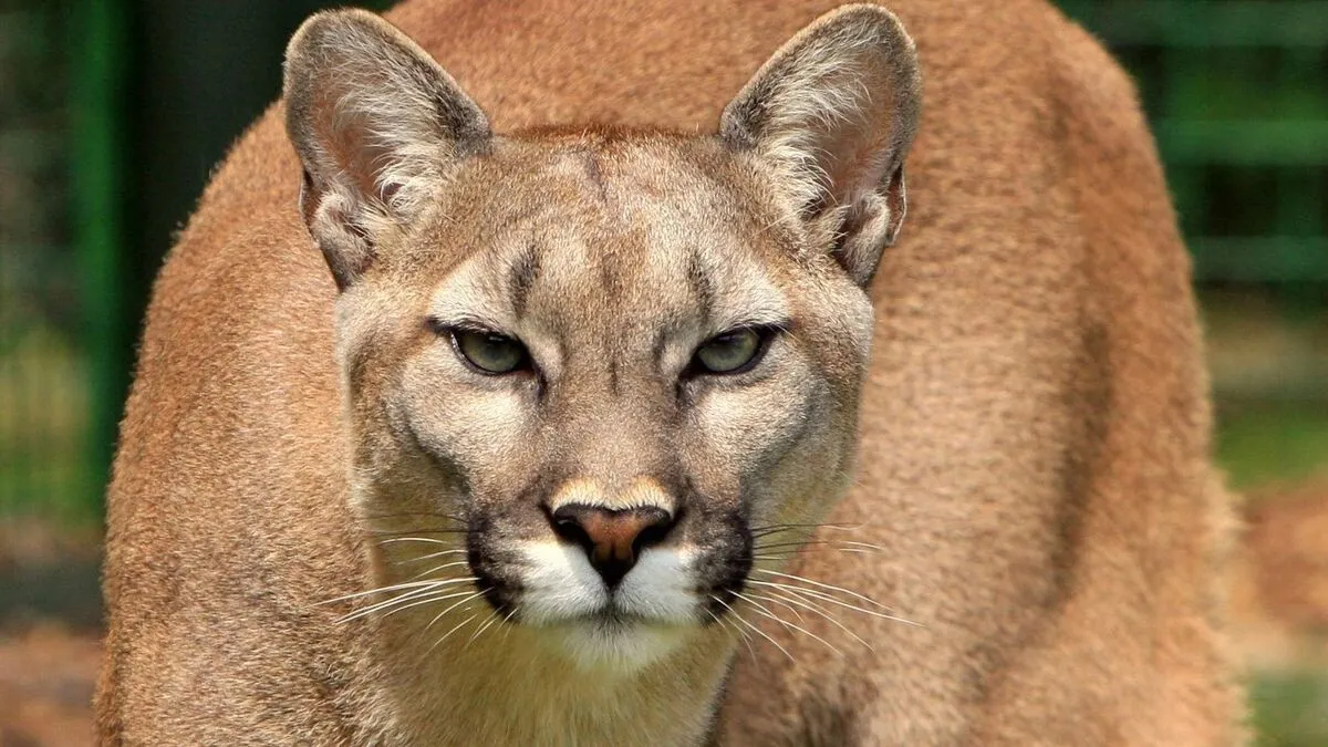 Bement a puma a házba, nem védte meg gazdáját az eb - videó