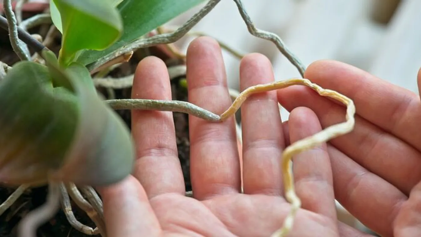 Elöntötték a gyökerek az orchideád? Mutatjuk mennyit szabad vágni belőle