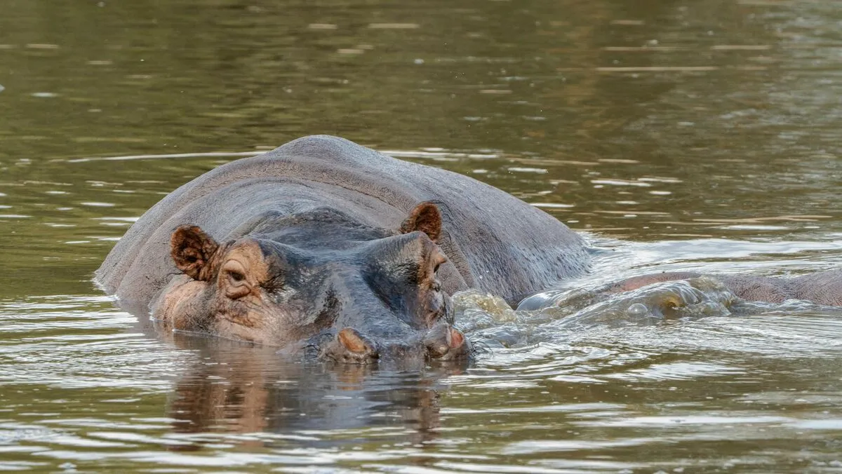 Egy víziló akár 4,57 méter hosszú, körülbelül 3 600 kilogrammot nyomhat