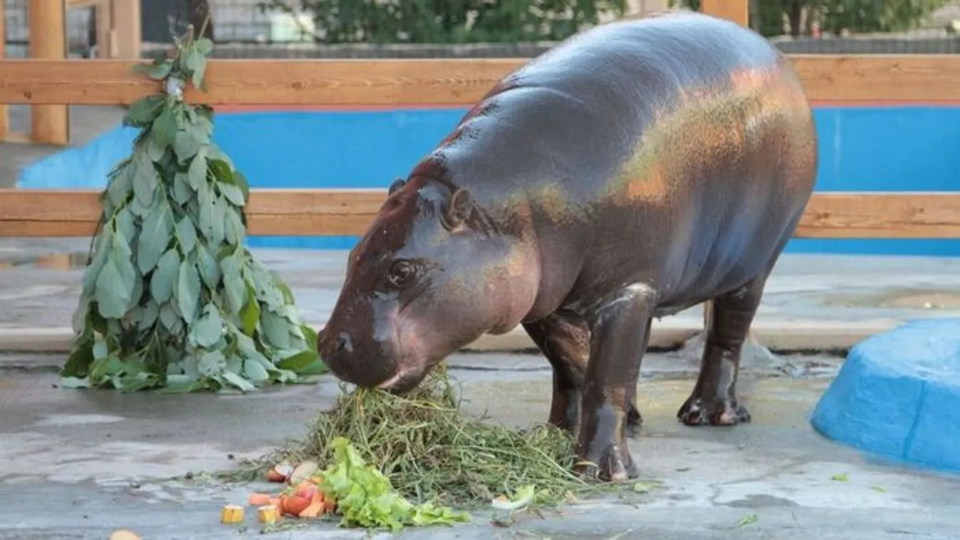 A szankciók miatt nem kaphat párt Éva, az orosz törpevíziló