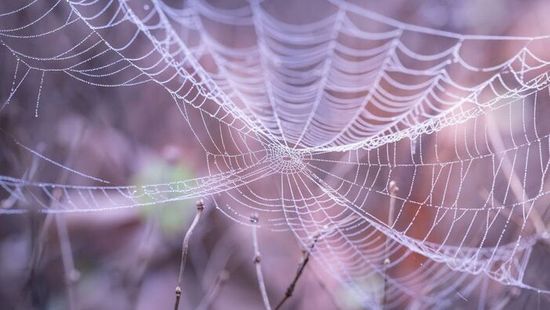 Nekiesett a pókhálónak, szirénázva rohantak menteni a Balatonhoz