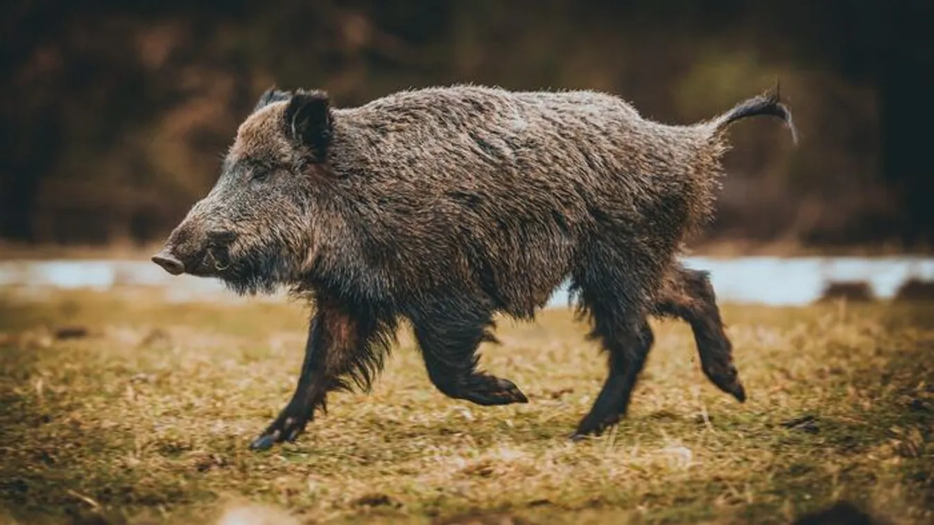 Neonkékre változott a vaddisznók húsa Kaliforniában
