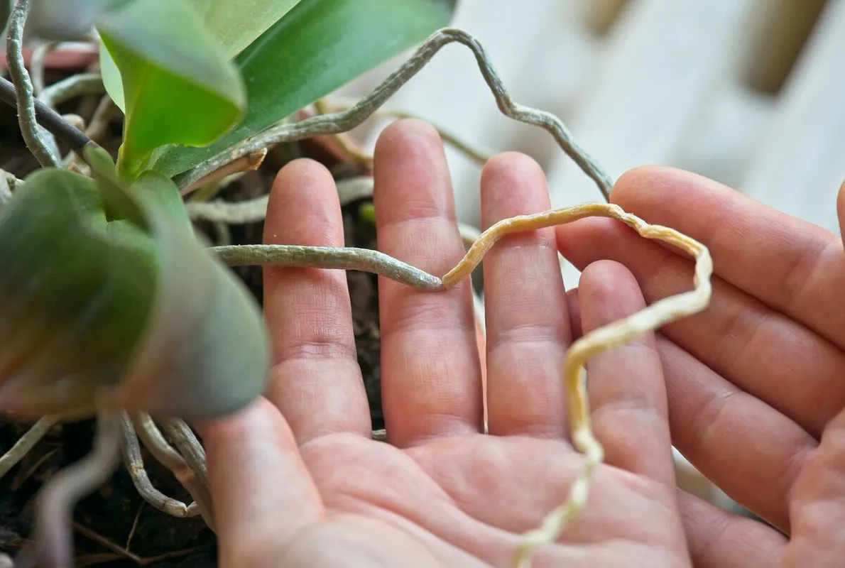 Fontos kérdés az orchidea gondozása során, hogy mi legyen a léggyökerekkel.
