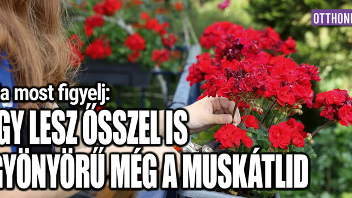 Na most figyelj: így lesz ősszel is gyönyörű a muskátlid