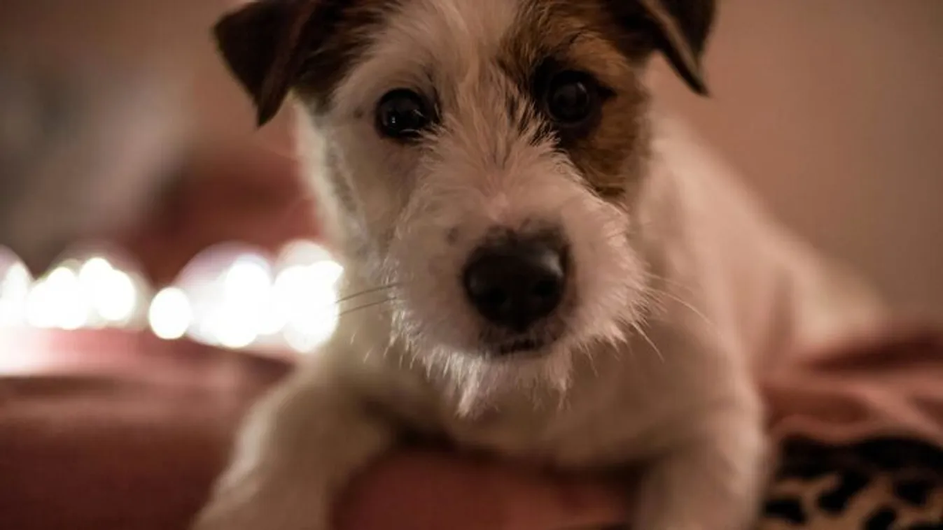 Egy anya brutális kegyetlenséggel végzett fia kutyájával