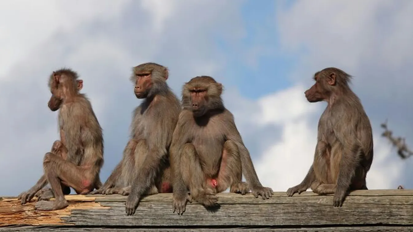 Majmok raboltak el egy babát és belefojtották a víztárolóba