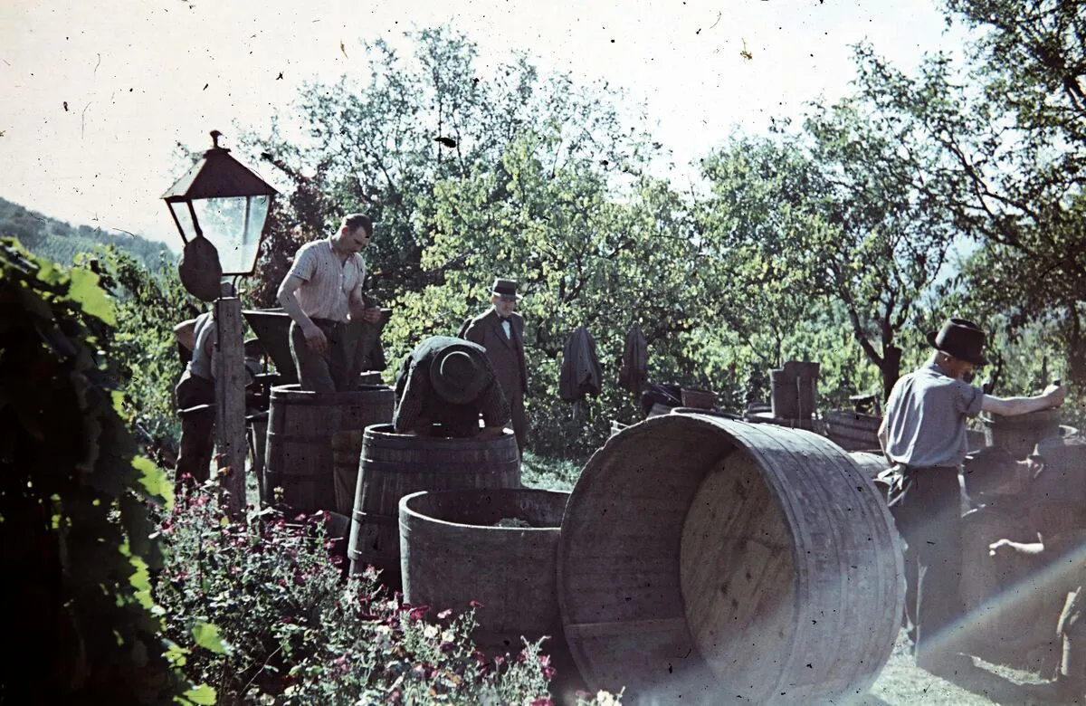 így szüreteltünk régen