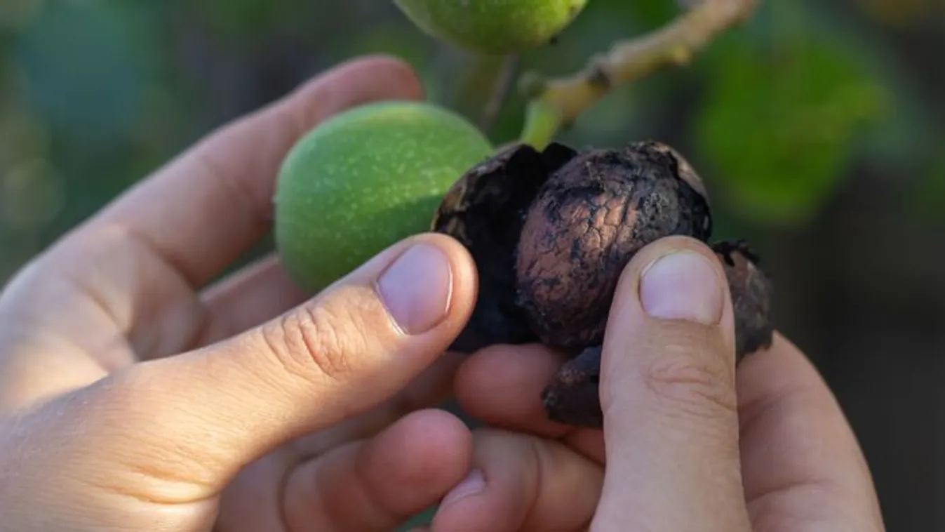 Feketedik a diód? Nem biztos, hogy ki kell dobni, mutatjuk, mi a teendő vele
