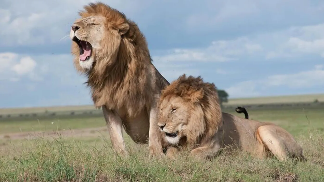 Tragédia: szafaritúra során öltek az oroszlák