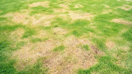 Kiégett a pázsit? Ezzel az őszi  locsolási trükkel pillanatok alatt magára talál