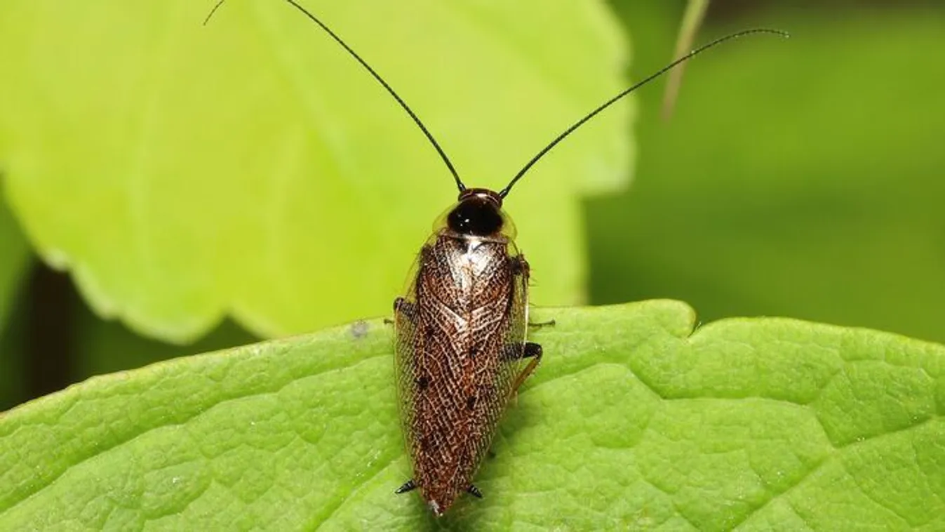 Tömegével érkeznek a repülőcsótányok, ezt tudod ellenük tenni