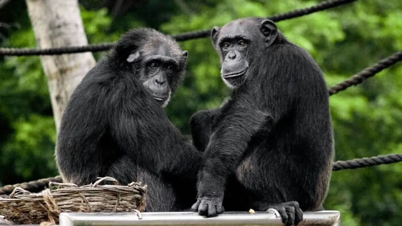 Nézd, mit tett a csimpánz a bajba került turistával!