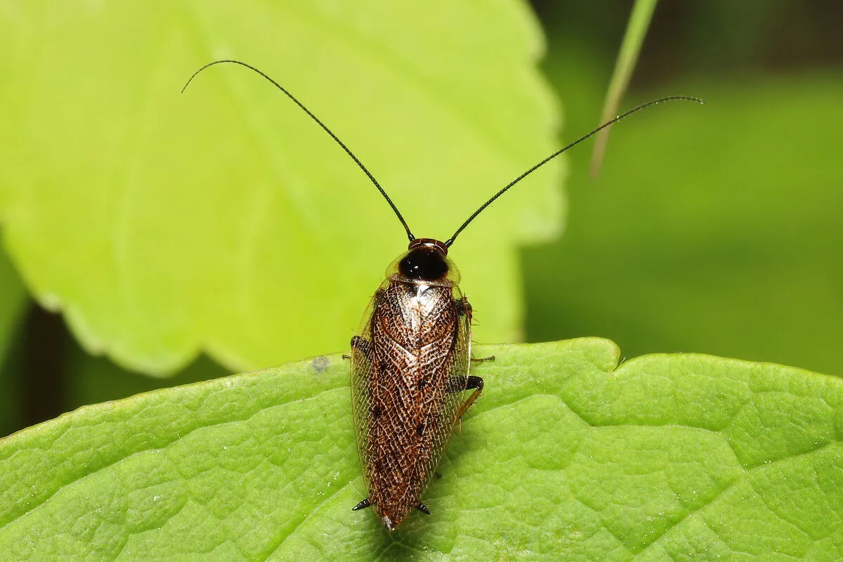 Nem marad életben sokáig a lakásban az erdei csótány.